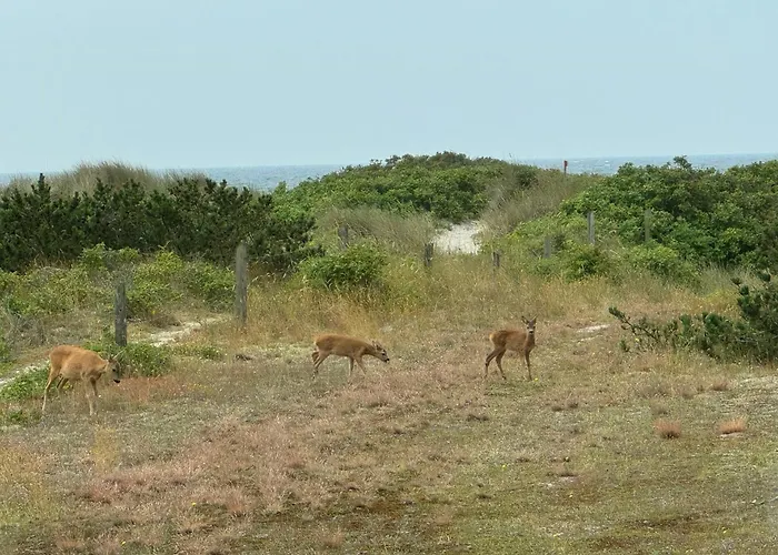 Beachfront With Sea View And Wild Nature